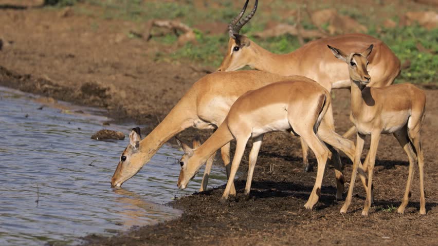 Alert impala antelopes (Aepyceros melampus) drinking water, Kruger National Park, South Africa