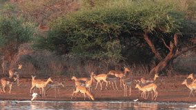 Herd of alert impala antelopes (Aepyceros melampus) at a waterhole, Kruger National Park, South Africa