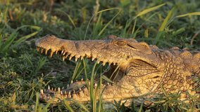 Portrait of a Nile crocodile (Crocodylus niloticus) with open jaws, Kruger National Park, South Africa