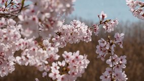 4K footage of cherry blossom branches in full bloom swaying in the wind.
Shot using a gimbal.
4K 120fps edited to 30fps