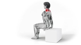 Scapula Dips-3D (120)-
Anatomy of fitness and bodybuilding with distinct active muscles-
150 frame Animation + 150 frame Alpha Matte
