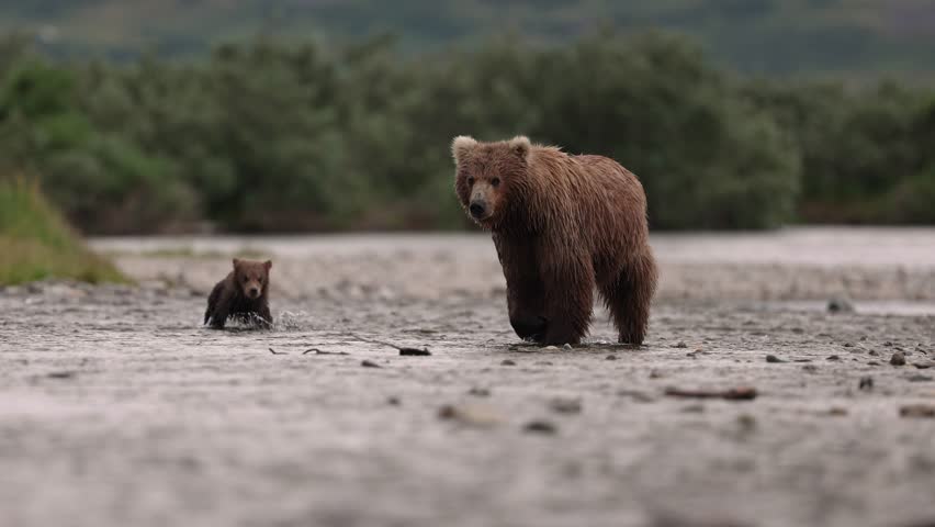 Brown bear with cubs in Katmai, Alaska