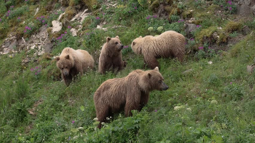 Brown bear with cubs in Katmai, Alaska