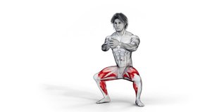 Squat Tip Toe-3D (129)-
Anatomy of fitness and bodybuilding with distinct active muscles-
150 frame Animation + 150 frame Alpha Matte
