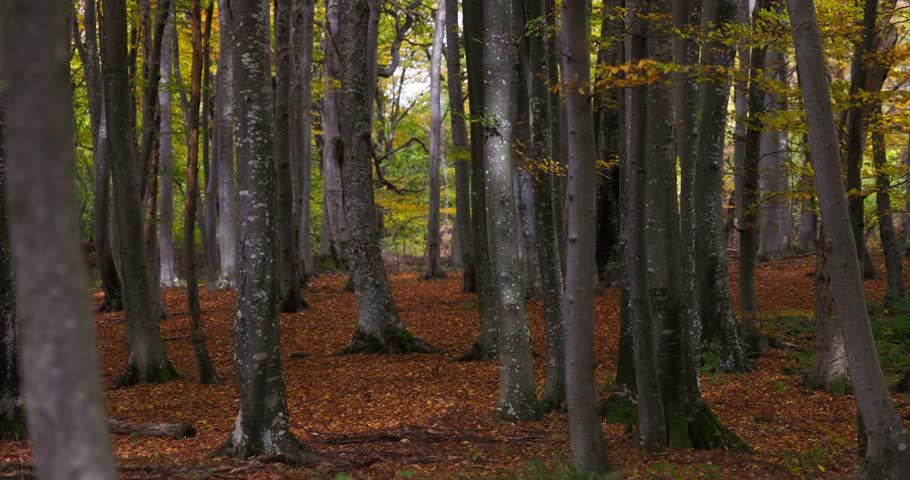 Autumn in the beech forest, Samoborsko gorje, Croatia