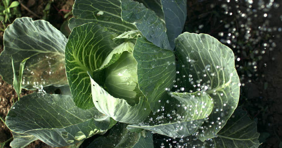 Super slow motion macro of splashing water drops are falling on fresh organic green savoy cabbage  while being watered in hydroponic greenhouse farm plantation. Royalty-Free Stock Footage #1110721405