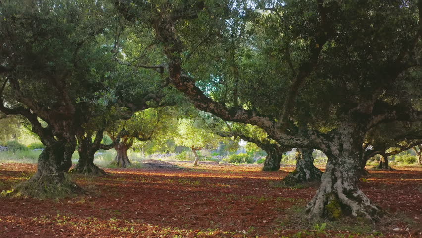 Organic virgin olive oil background tree plantation Royalty-Free Stock Footage #1110723963