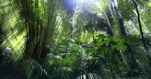 Sun light rays through forest canopy. Rainforest climate and green vegetation - Powered by Shutterstock - Get 15% off with code: PIKWIZARD15