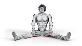 Hamstring Stretch-3D (155)-
Anatomy of fitness and bodybuilding with distinct active muscles-
150 frame Animation + 150 frame Alpha Matte

