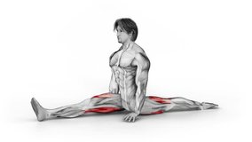 Hip Stretch-3D (156)-
Anatomy of fitness and bodybuilding with distinct active muscles-
150 frame Animation + 150 frame Alpha Matte
