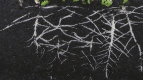 germination plant roots underground (time-lapse) - Powered by Shutterstock - Get 15% off with code: PIKWIZARD15