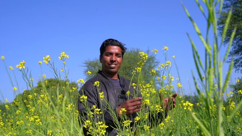 Agriculture production concept. young agronomist examines mustard crop on field in summer. Farmer on rapeseed field