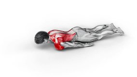 Lying Around the World-3D (186)-
Anatomy of fitness and bodybuilding with distinct active muscles-
150 frame Animation + 150 frame Alpha Matte
