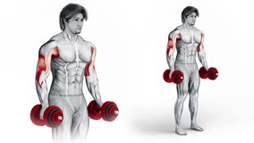 Dumbbell Standing Inner Biceps Curl v.2-3D (194)-
Anatomy of fitness and bodybuilding with distinct active muscles-
150 frame Animation + 150 frame Alpha Matte
