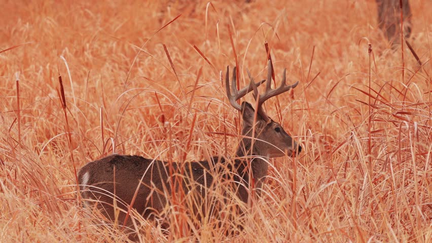 Male white-tailed deer watching does walk by in background