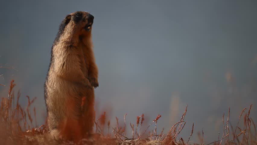 Closeup of Golden marmot mammal Standing on two legs and calling others in beautiful morning
