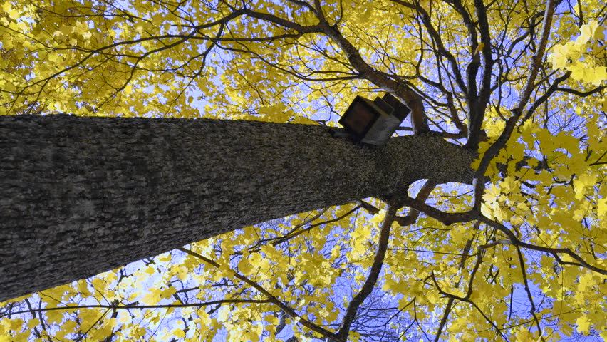 Wooden birdhouse on an old maple tree in autumn. Looking up at yellow leaves against a blue sky on a sunny day.