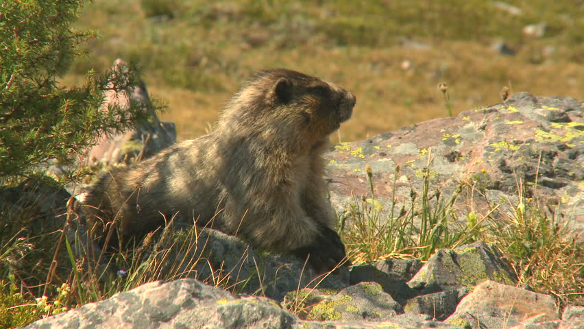 Hoary Marmot in an alpine meadow in the Canadian Rockies