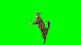Bengal cat standing on hind legs jumps up onto platform and sits down then jumps back down on green screen isolated with chroma key.