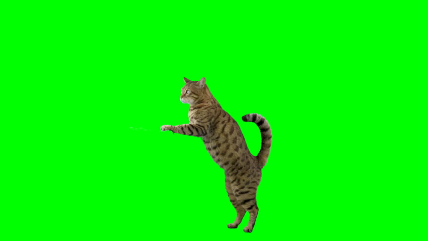 Bengal cat standing on hind legs jumps up onto platform and sits down then jumps back down on green screen isolated with chroma key. | Shutterstock HD Video #1110733955