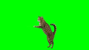 Bengal cat standing on hind legs jumps up onto platform and sits down then jumps back down on green screen isolated with chroma key.