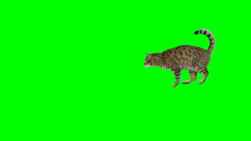 Bengal cat jumps from one platform onto another on green screen chroma key. Shot at 120 fps for slow motion. | Shutterstock HD Video #1110733959
