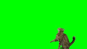 Bengal cat jumps up onto platform, sits down then jumps down on green screen chroma key. Shot at 120 fps for slow motion.