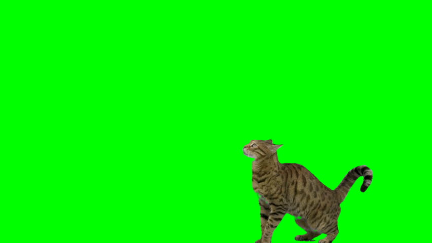 Bengal cat jumps up onto platform, sits down then jumps down on green screen chroma key. Shot at 120 fps for slow motion. | Shutterstock HD Video #1110733961