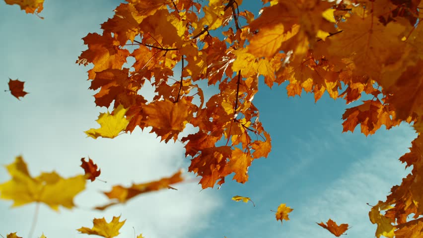 Super slow motion of falling autumn maple leaves (acer palmatum). Filmed on high speed cinema camera, 1000 fps.