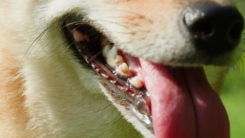 Close-up of shiba inu dog in the park on sunny day. Lovely pet sitting on the grass. Portrait of a japanese dog.  Royalty-Free Stock Footage #1110734787
