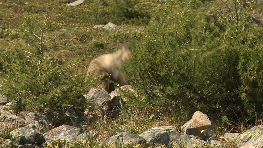 Hoary Marmot in an alpine meadow in the Canadian Rockies