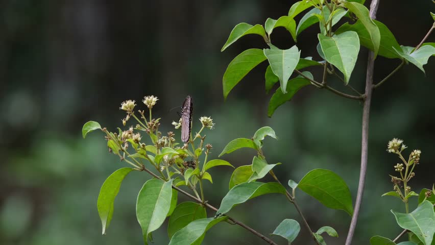 Seen on flowers of this plant feeding and then flap its wings during the afternoon, Dark Blue Tiger Tirumala septentrionis, Thailand