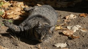 the cat basking in the warmth of the sun on an autumn day. 4k video.