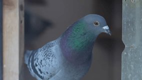 doves. homing pigeons in the cage during the break period of a pigeon competition. 4k video.