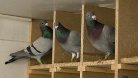 doves. homing pigeons in the cage during the break period of a pigeon competition. 4k video.