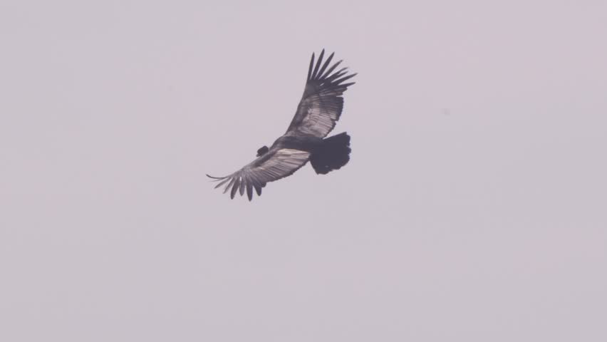 Gliding Andean Condor with Blue sky and wings with fingers spread wider coming overhead