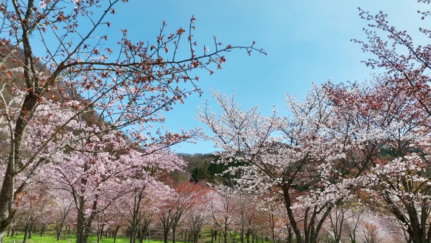 Walkthrough of cherry blossom garden. Japanese tourist attraction. Drone aerial view. Royalty-Free Stock Footage #1110743549