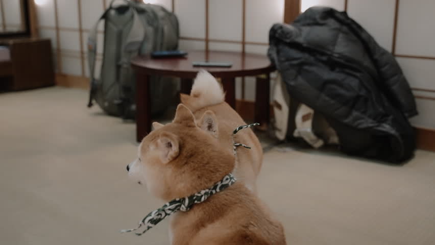 Adorable miniature Shiba dogs (Mame Shiba Inu) wandering and looking around a dog cafe in Kyoto, Japan
