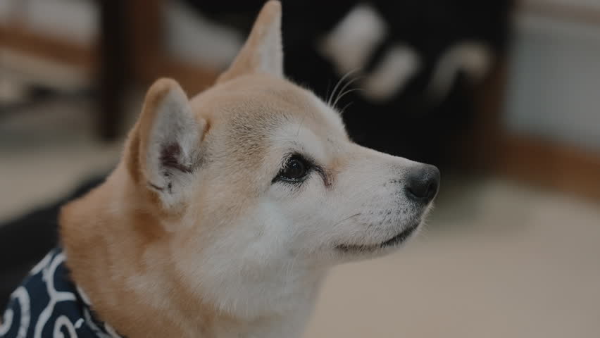 Close-up side profile of a cute miniature Shiba dog blinking and looking around at a Mame Shiba Inu cafe in Kyoto, Japan Royalty-Free Stock Footage #1110748823