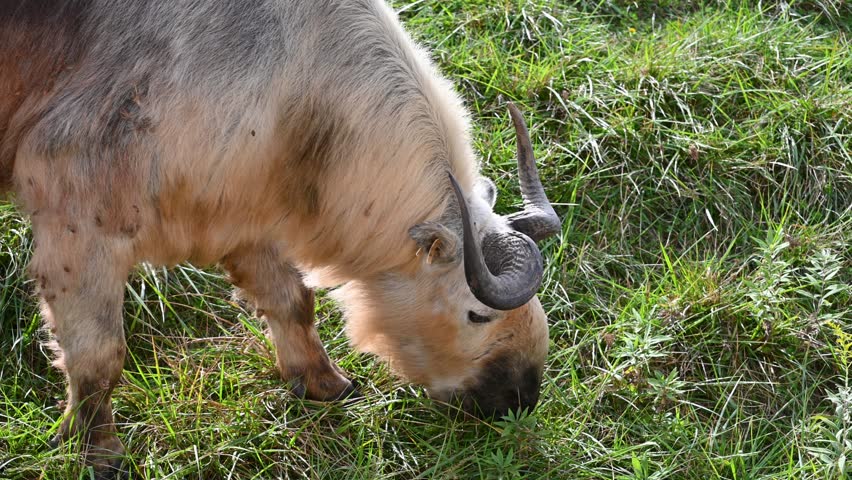 Sichuan Takin grazing on grass