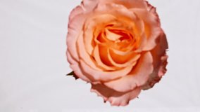 Slow motion of falling Pink rose flower on water surface and diverging circles of water on white background. Water splash. Pure water with reflections sunlight and shadows. - Powered by Shutterstock - Get 15% off with code: PIKWIZARD15