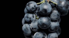 Slow-motion action, water splashes on a Cluster of Black Grapes, close-up against a black background. - Powered by Shutterstock - Get 15% off with code: PIKWIZARD15