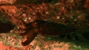 Slow-motion video of a cuttlefish, Sydney Australia