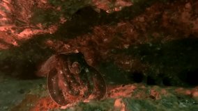 Slow-motion video of a cuttlefish, Sydney Australia