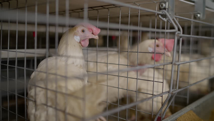 Raising white hens livestock for organic egg production at the agricultural farm. Hens producing eggs inside the battery cages. Hens kept inside the poultry plant for egg production. Royalty-Free Stock Footage #1110754913