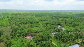 Aerial 4k video of the palm oil plantation in Pekanbaru, Riau, Indonesia. It is one of Indonesia's precious commodity.