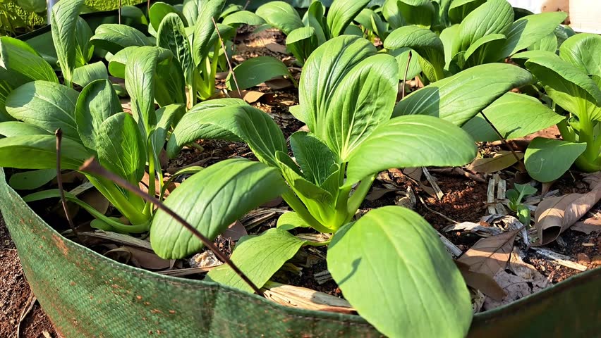 Plant bok choy or pok coy in a planter bag or raised bed Royalty-Free Stock Footage #1110763759