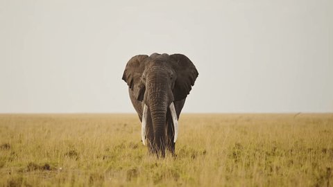 Big five elephant grazing on grasses in Masai Mara savannah plains, African Wildlife in luscious Maasai Mara National Reserve, Kenya, Africa Safari Animals in Masai Mara North Conservancy Video stock