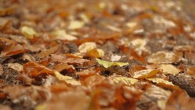Leaves falling on a forest path, close up on bright orange autumn fallen leaves, 4k real time footage, selective soft focus, relaxing autumn forest hikes and outdoor adventures screensaver idea