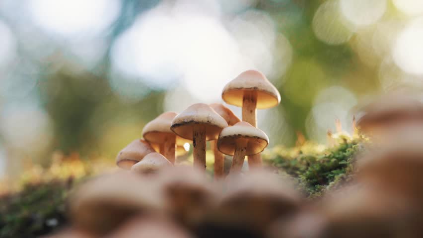 Mushrooms growing on a log, wild mushroom plants in nature, macro scene, forest floor, woodland setting, morning sunrise, evening sunset golden hour